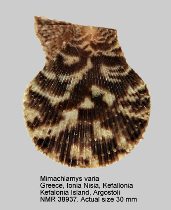 Mimachlamys varia (7).jpg - Mimachlamys varia(Linnaeus,1758)